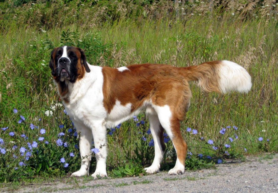 St. Bernard dog